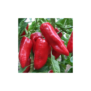 Plant poivron - doux d’espagne
