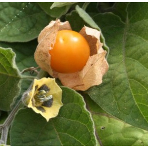 Plant physalis - prune des incas
