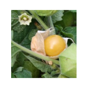 Plant physalis - cerise de terre