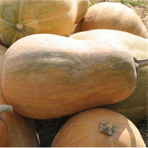 Plant courge - sucrine du berry