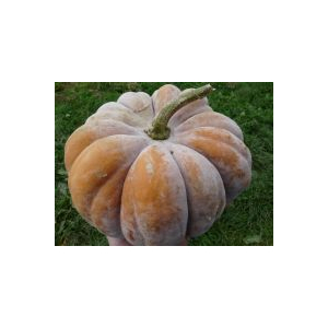 Plant courge - futsu black