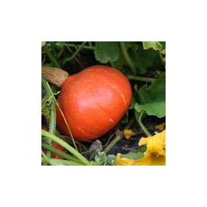 Plant potimarron