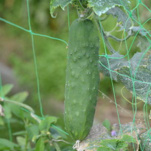 Plant concombre - le genereux