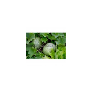 Plant melon - vielle france
