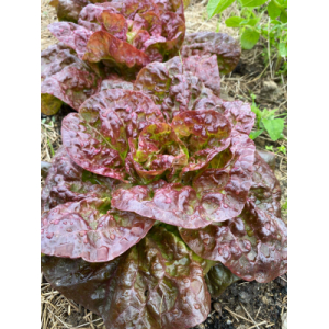 Merveille des quatre saisons