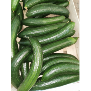 Concombre bio long lisse