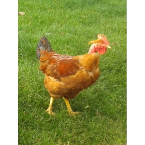 Cuisses de poulet  dlc courte c -40%