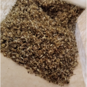 Epi plantain lancéolé séché broyé