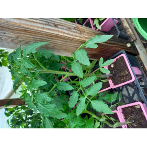 Plant de tomate noire charbonneuse