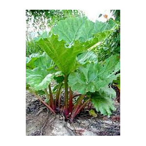 Rhubarbe