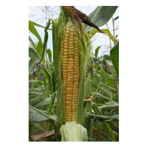 Maïs doux golden bantam