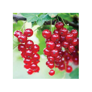 Confiture de groseille