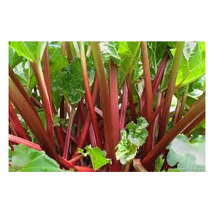 Confiture de rhubarbe