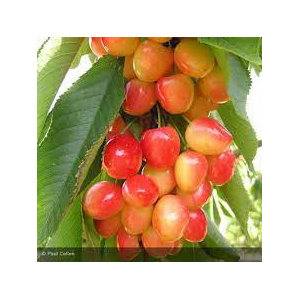 Confiture de napoléon