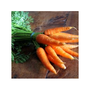 Carotte botte nouvelle