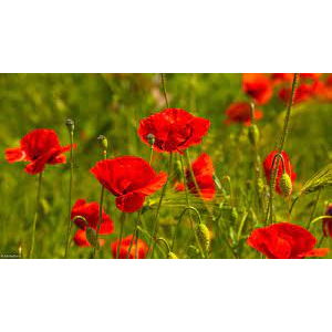 Gelée de coquelicot