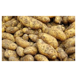 Pommes de terre gourmandine nouvelles