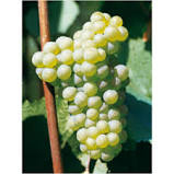 Confiture de chardonnay
