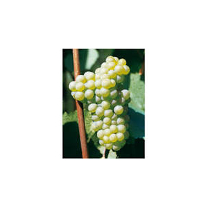 Confiture de chardonnay