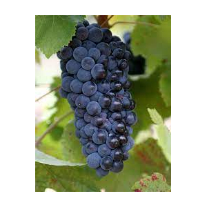 Gelée de pinot noir