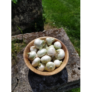 Oignons blancs