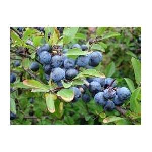 Confiture de prunelle/pomme