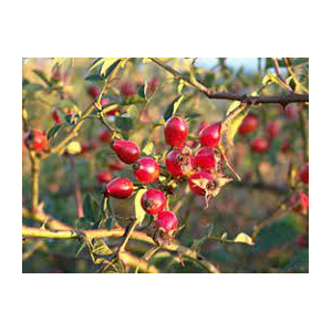 Gelée de gratte-cul