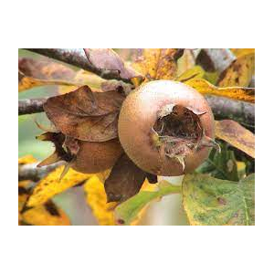 Confiture de cul de chien