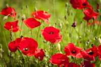Sirop de coquelicot