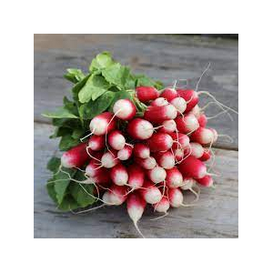 Radis roses (botte)