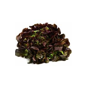 Salade feuille de chêne rouge