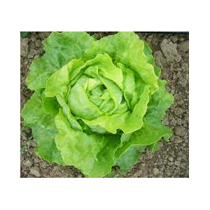 Salade laitue