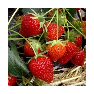 Fraises de plein champ