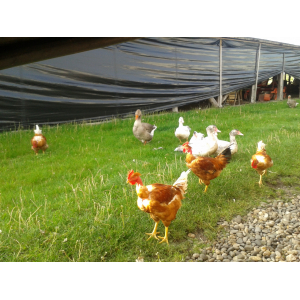 Ailes de poulet marinées ce