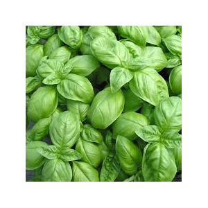 Basilic grand vert