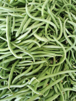 Haricots vert