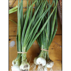 Oignons blancs  en botte