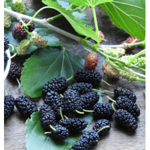 Pâtes de fruits aux mûres bio