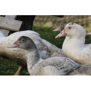 Canette fermière du frety r.co