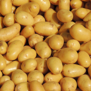 Pomme de terre  nouvelles 1 kg