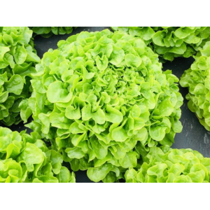 Laitue feuille de chêne verte