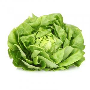 Laitue beurre pommée verte