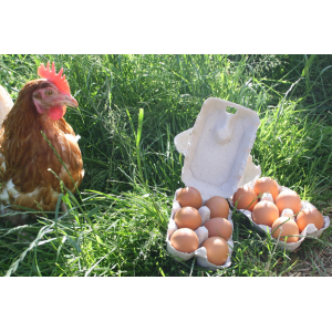 Boite de 12 oeufs frais