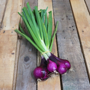 Botte oignon rouge red baron