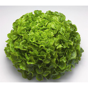 Laitue feuille de chene blonde