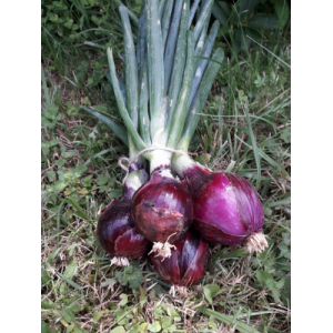 Botte oignons jaunes et/ou rouges