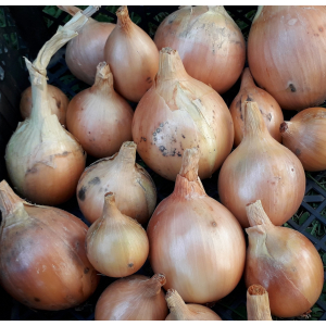 Oignons jaunes (petit calibre)