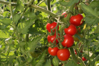 Tomates cerises/cocktail