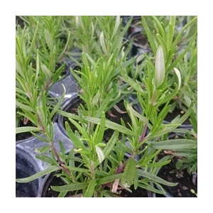 Plant de romarin en godet