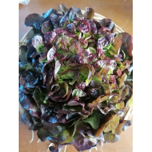 Salade feuille de chêne rouge x 12